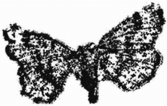 CNN-based automatic identification method of lepidopteron types