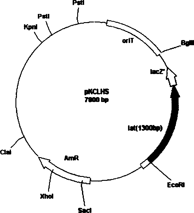 Plasmid with bar streptomycete Lat gene loss, derivative and constructing method thereof