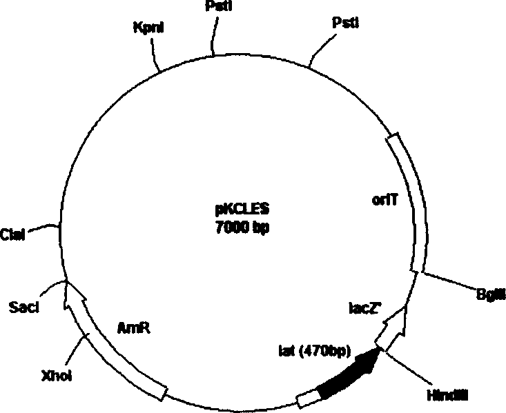 Plasmid with bar streptomycete Lat gene loss, derivative and constructing method thereof