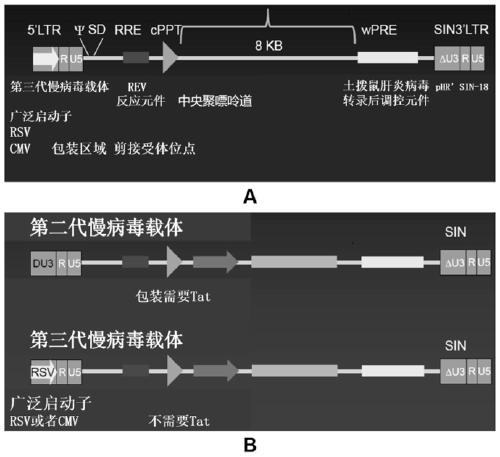 A car-t therapeutic vector for t lymphocytic leukemia and its construction method and application