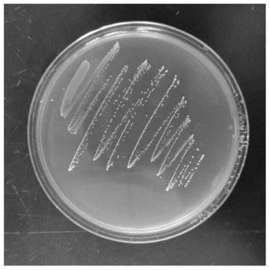 Lactococcus lactis MD-622 and application thereof