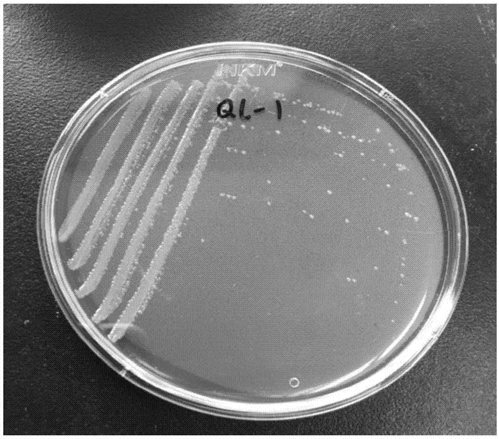 Acinetobacter lactucae and application thereof to degradation of quorum-sensing signal molecule DSF