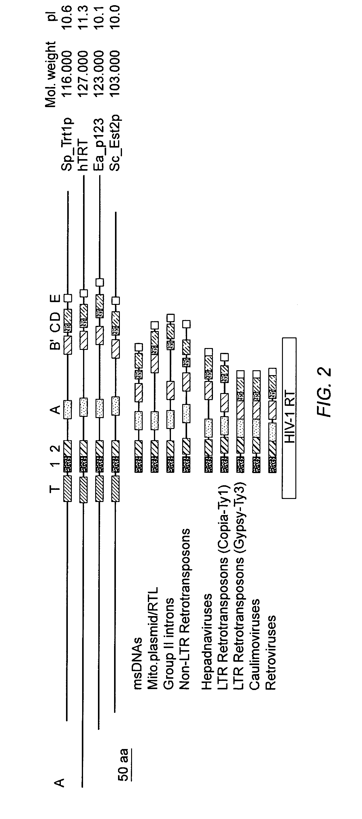 Methods for detection of human telomerase reverse transcriptive protein