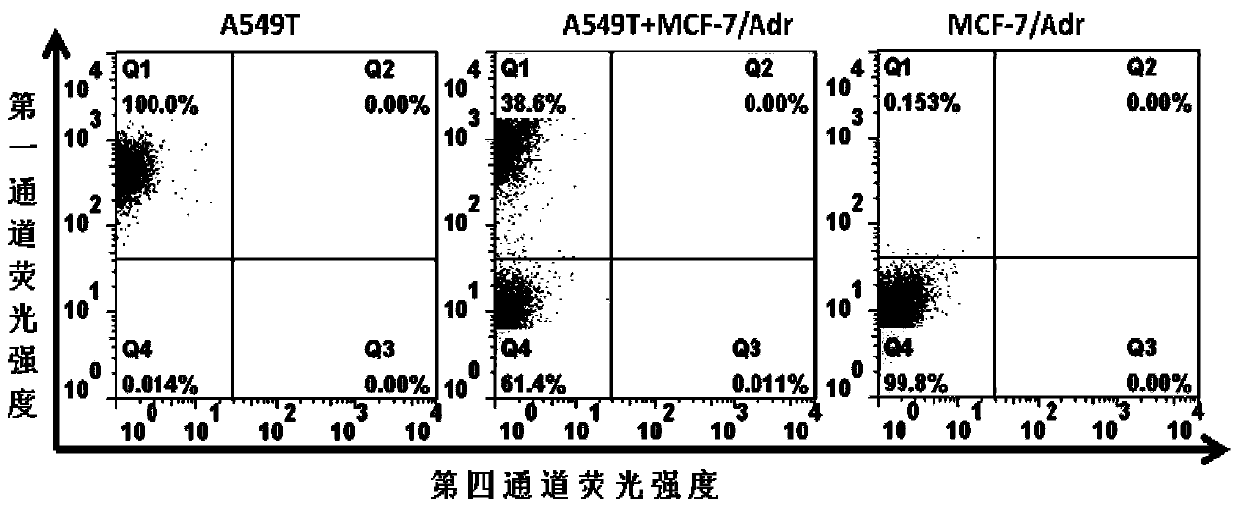 A nucleic acid aptamer for recognizing doxorubicin-resistant breast cancer cells and its screening method and application