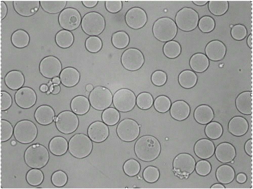 Method for preparing agarose cross-linked gel microspheres