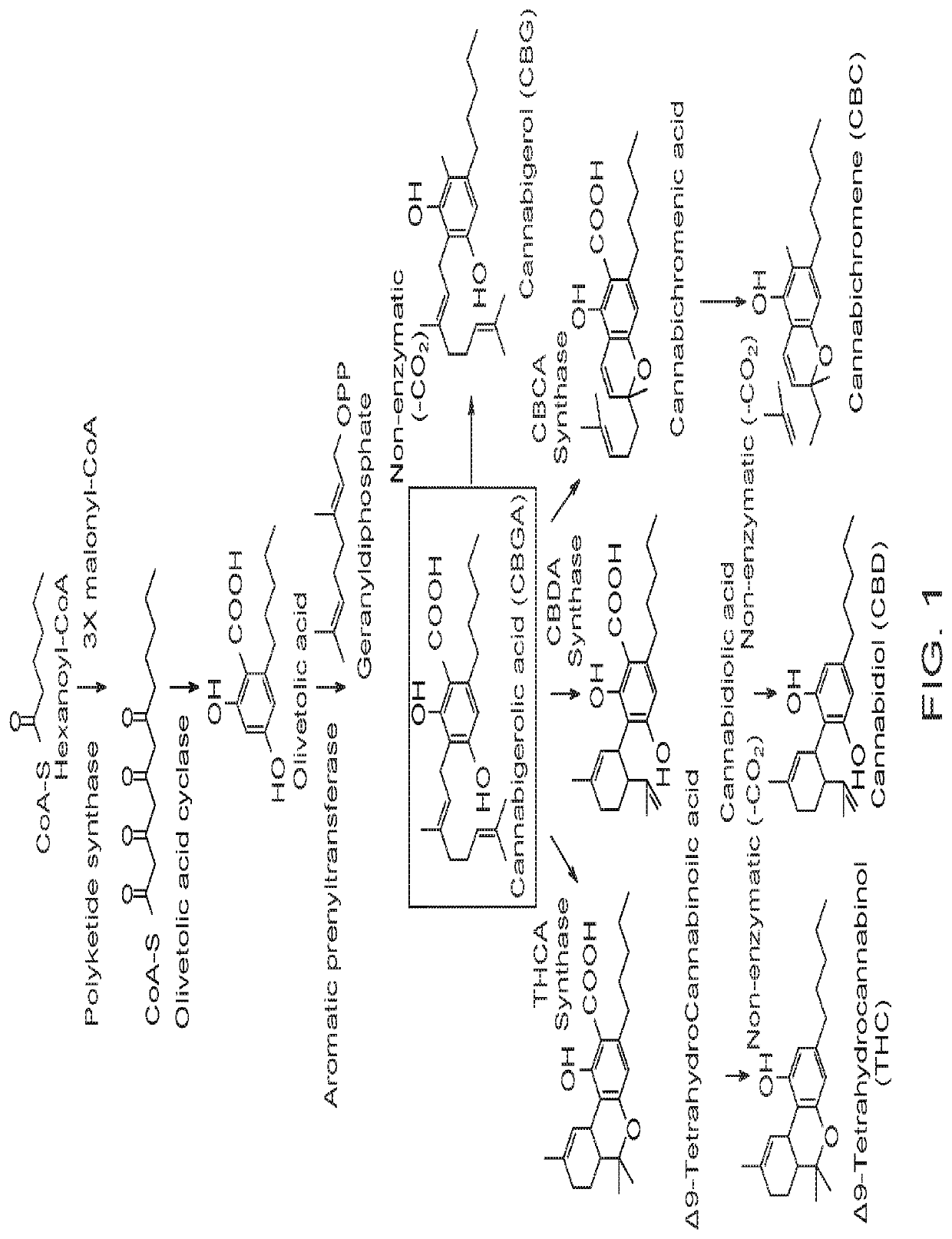 Microorganisms and Methods for the Fermentation of Cannabinoids