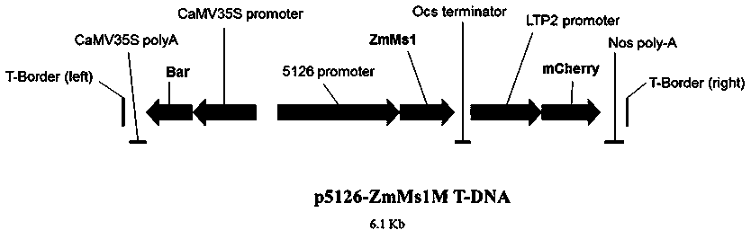 Corn dominant nuclear genic sterility line prepared from p5126-ZmMs1M construct and seed breeding and producing application method thereof