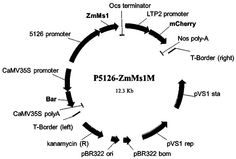 Corn dominant nuclear genic sterility line prepared from p5126-ZmMs1M construct and seed breeding and producing application method thereof