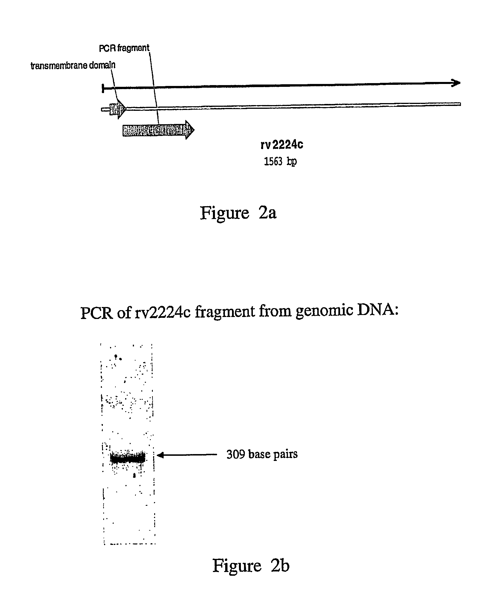 Assays for diagnosis of tuberculosis and uses thereof