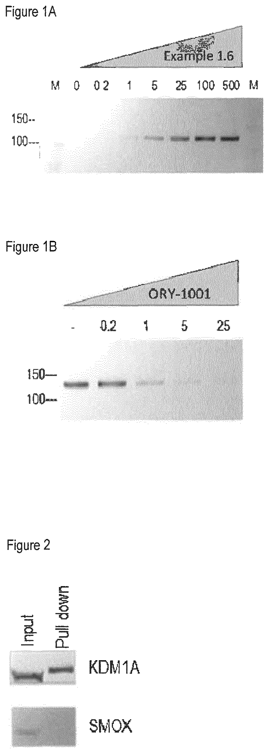 Methods to determine KDM1A target engagement and chemoprobes useful therefor