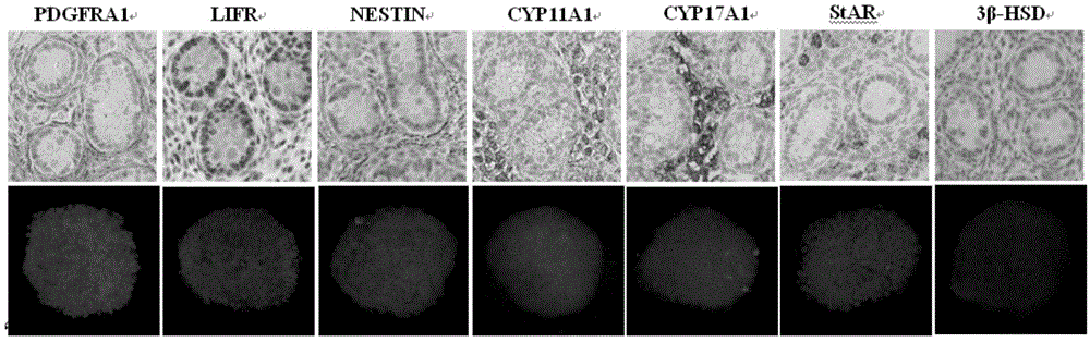 Long-term culture method for swine testicle mesenchymal progenitor cells