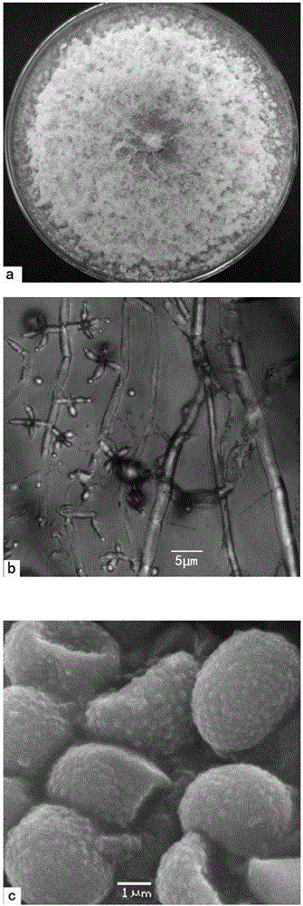 Trichoderma asperellum and application thereof in remediation for heavy metal pollution