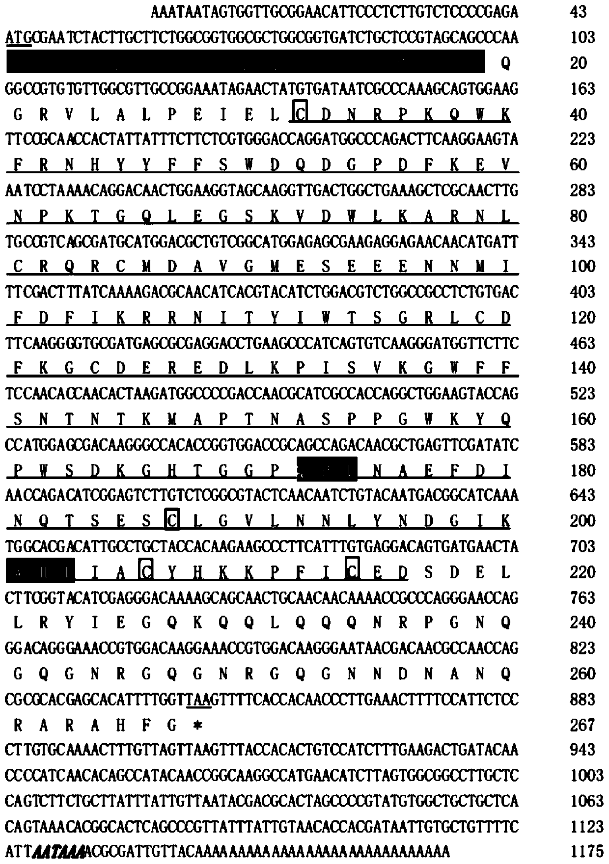 Portunus trituberculatus C-type lectin PtCLec2 gene and encoded protein thereof and application of encoded protein