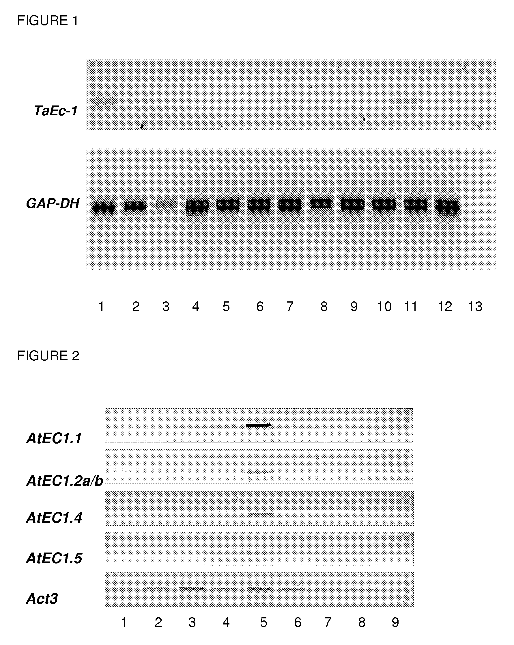 Plant egg cell transcriptional control sequences