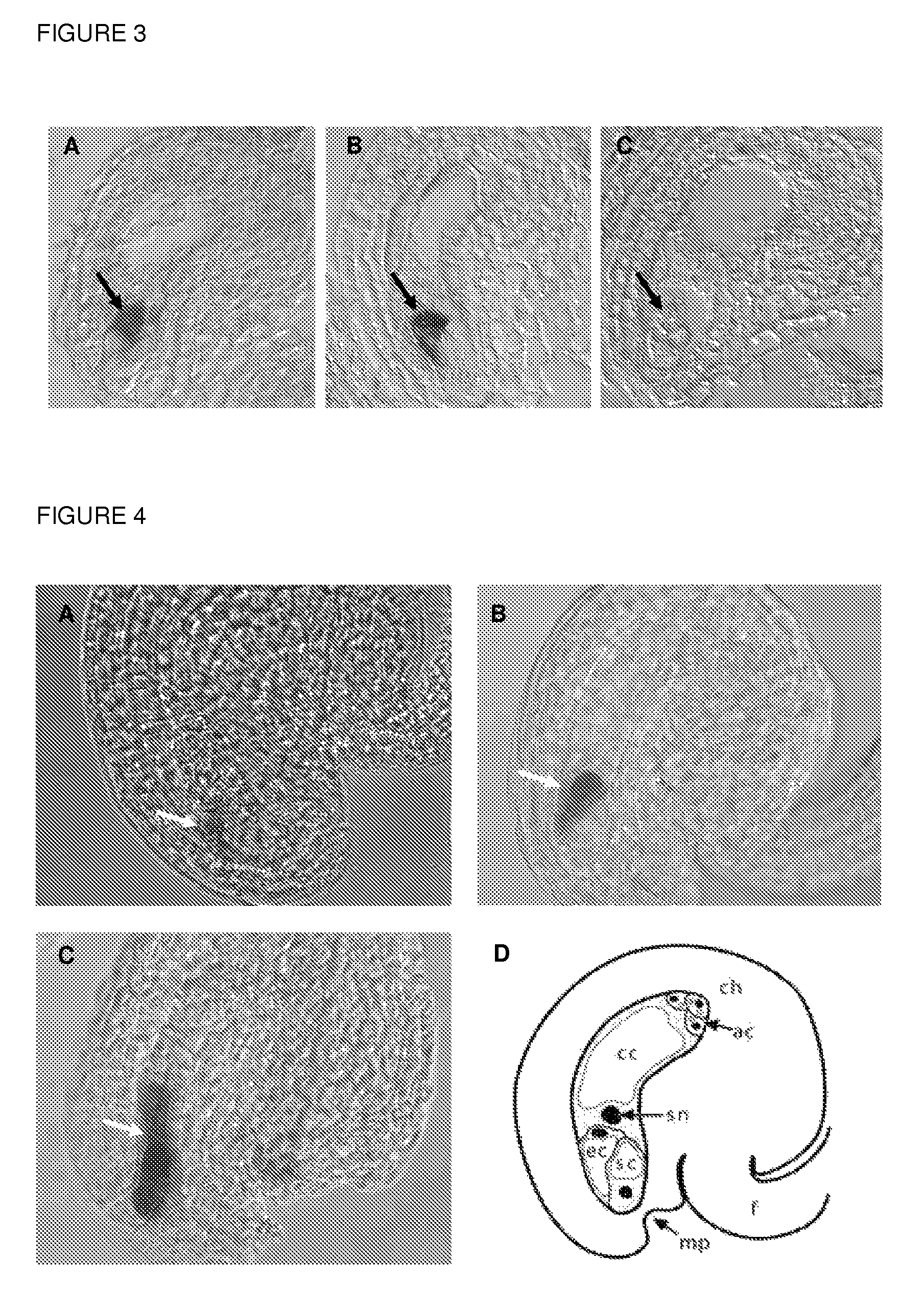 Plant egg cell transcriptional control sequences