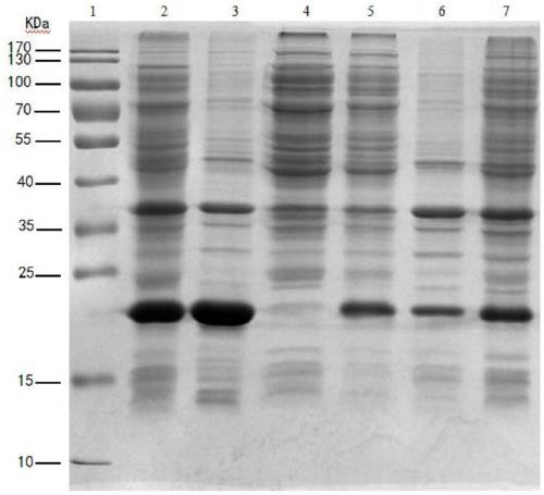 Production method of recombinant human fibroblast growth factor-17