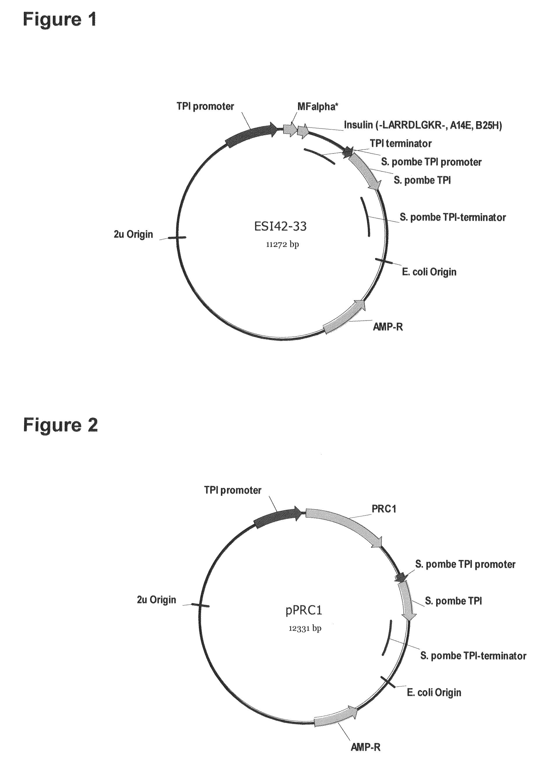 Method of making activated carboxypeptidases