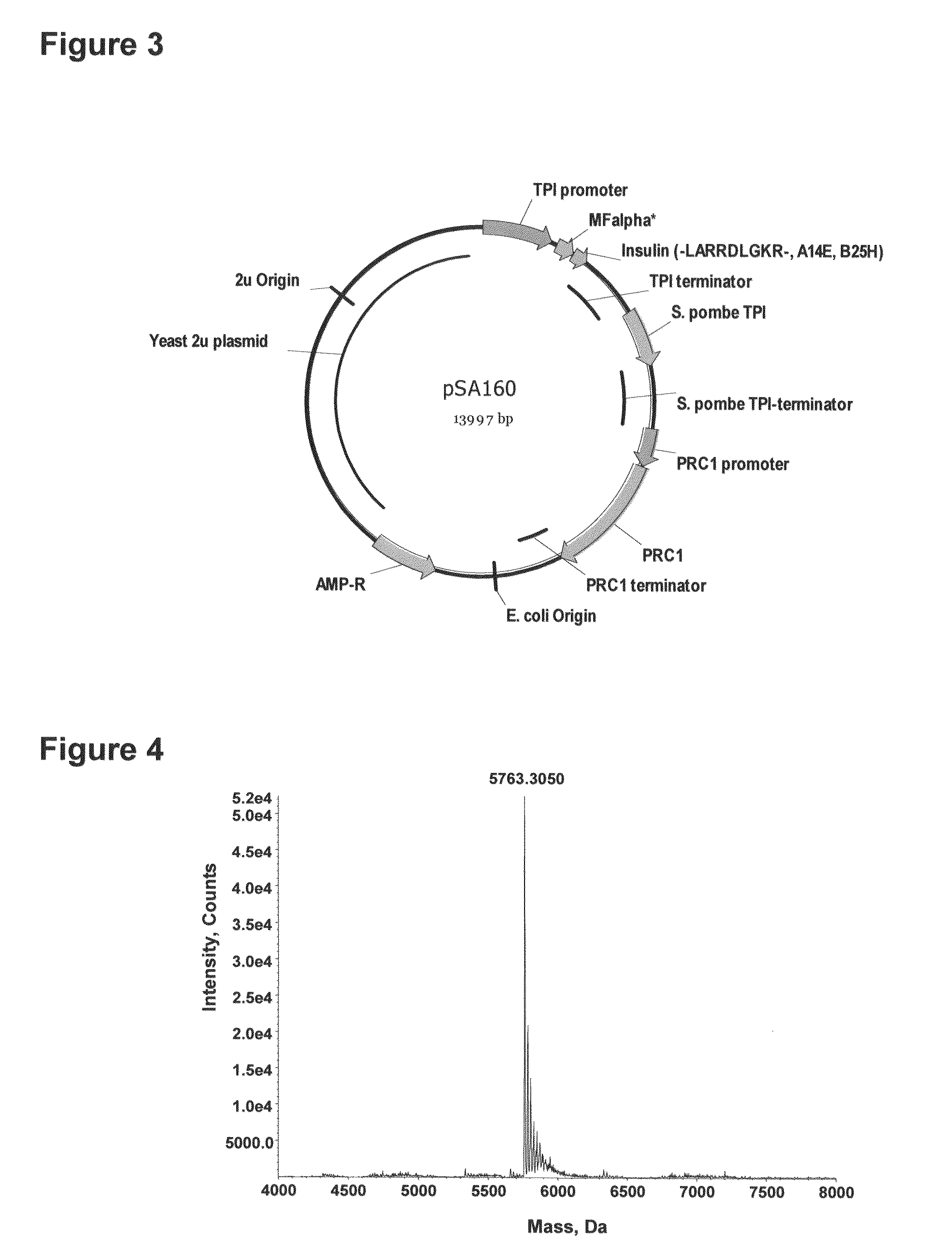 Method of making activated carboxypeptidases