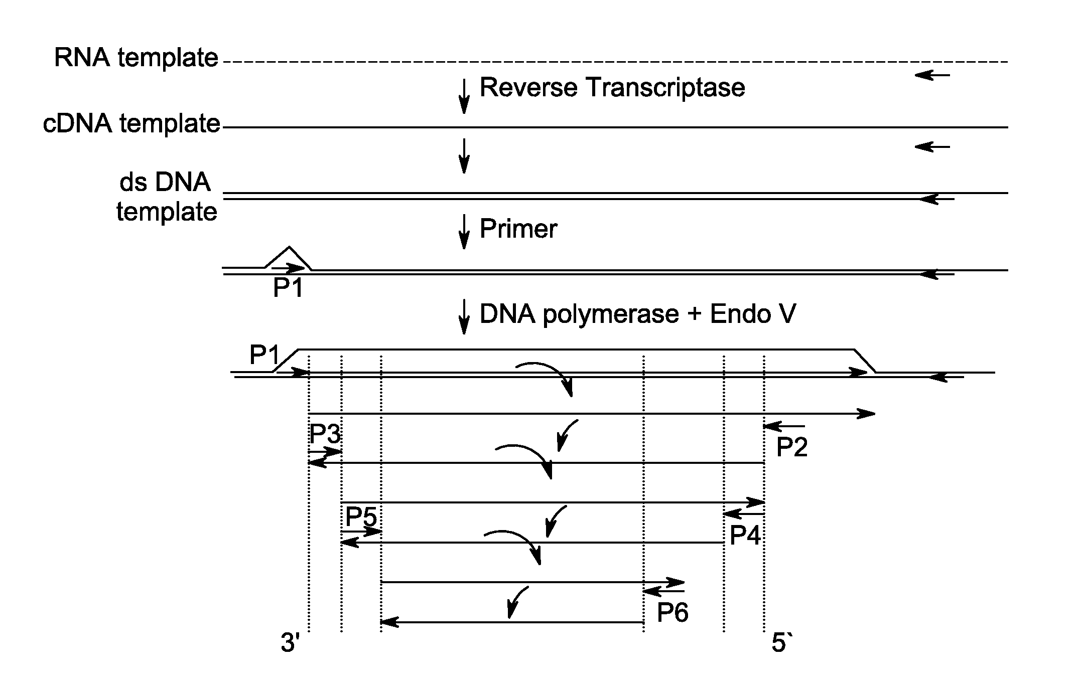 Method for isothermal DNA amplification starting from an RNA template