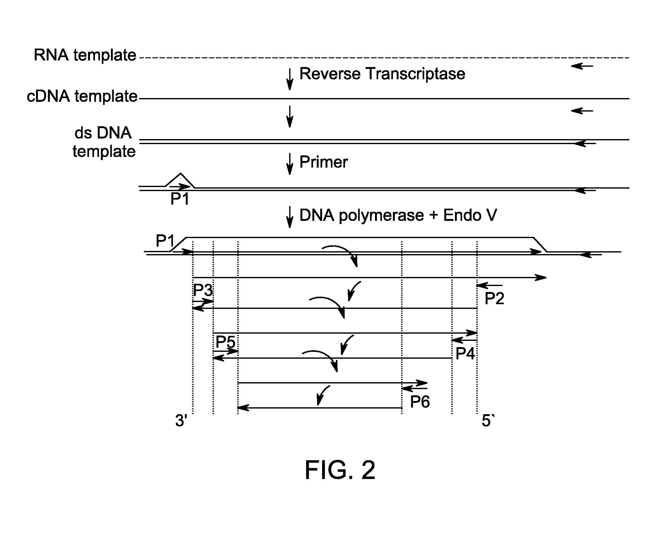 Method for isothermal DNA amplification starting from an RNA template