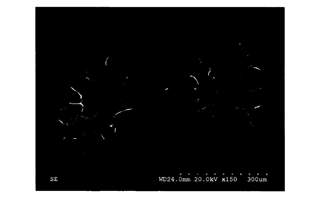 Method for culturing hepatic cells on a large scale