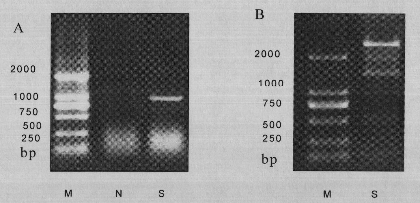 Grape polyphosphoinositide kinase gene VvIPK2 and application thereof in improving cold resistant ability of plants