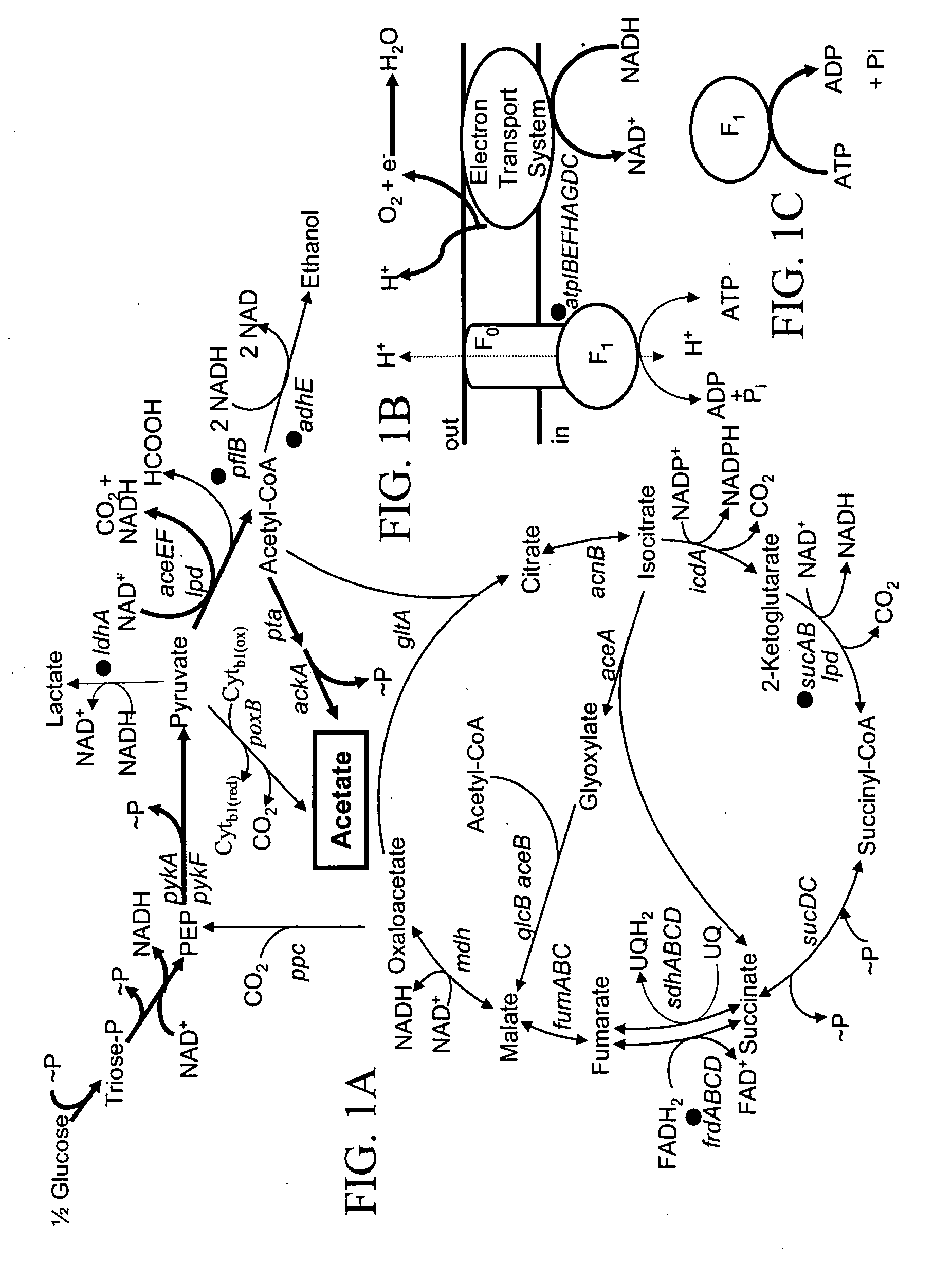 Materials and methods for the efficient production of acetate and other products