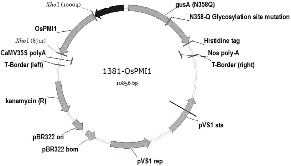 Phosphomannose isomerase gene OsPMI1 originated from oryza sativa and application thereof
