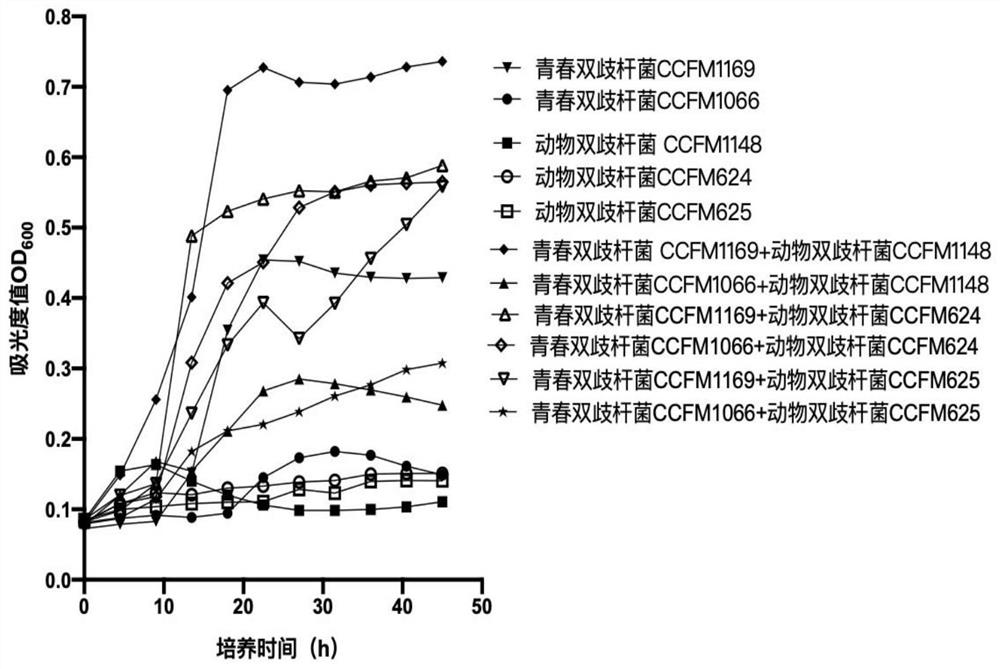 A strain of Bifidobacterium adolescentis that promotes the proliferation of animal bifidobacteria and its application