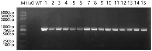 Myrothamnus flabellifolia gene MfbHLH38 and application thereof