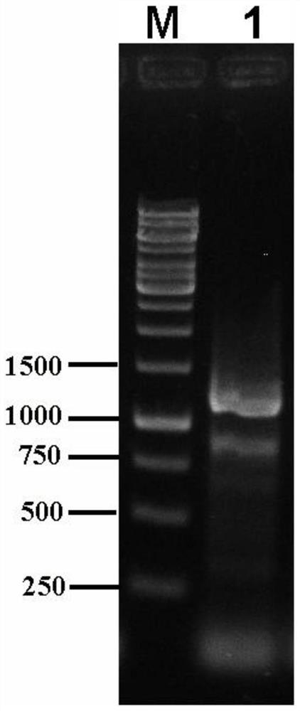 A kind of Brassica napus nac47 transcription factor and its preparation method and application