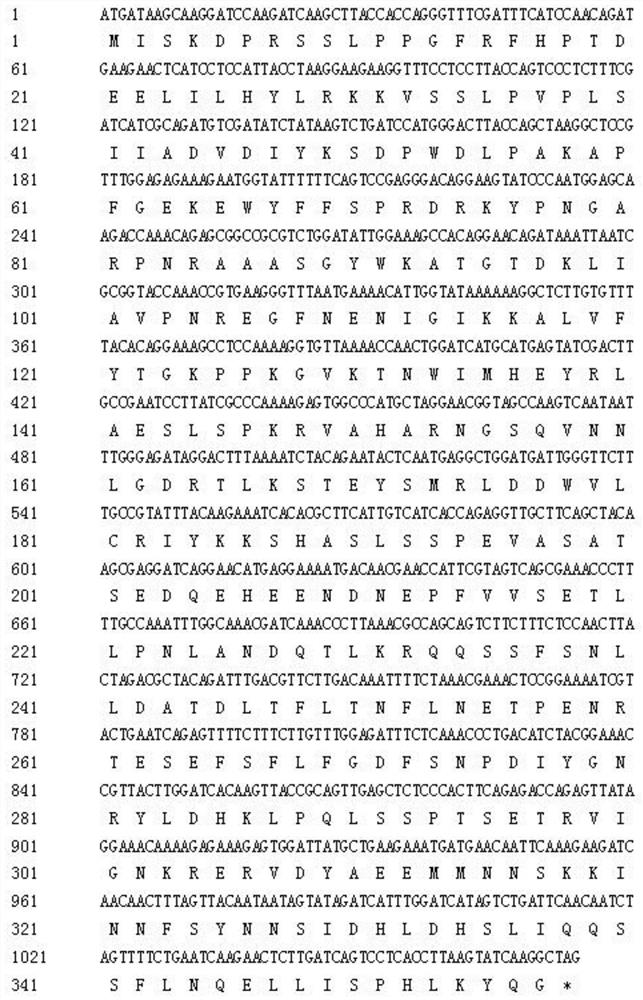 A kind of Brassica napus nac47 transcription factor and its preparation method and application