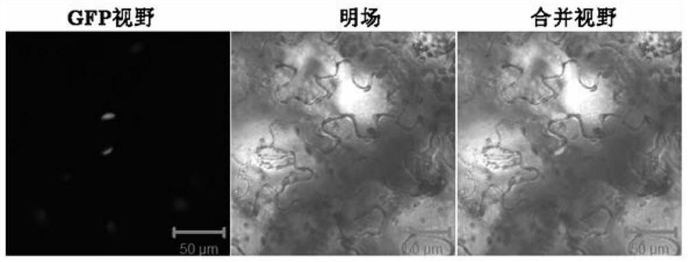 A kind of Brassica napus nac47 transcription factor and its preparation method and application