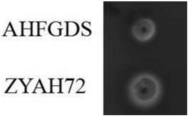 AHFGDS (aeromonas hydrophila five-gene deletion strain) attenuated bacteria without antibiotic markers and application
