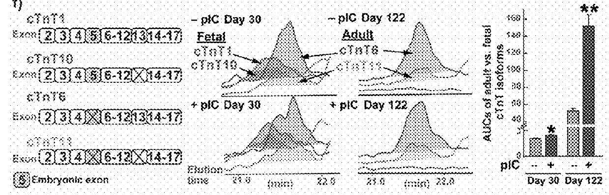 Primed Cardiac Progenitors and Methods for Making and Using Same