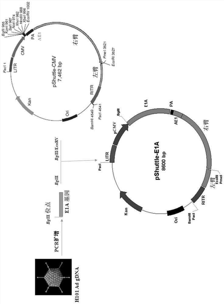 Therapeutic agents comprising isolated recombinant oncolytic adenoviruses and immune cells and uses thereof