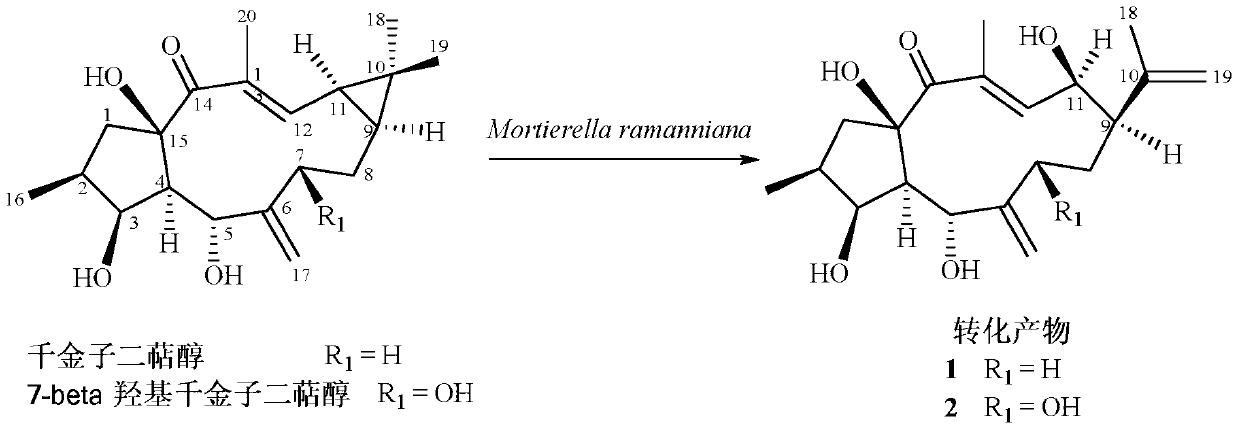 Transformation method and application of structurally rearranged derivatives of diterpene-type compounds of caperia