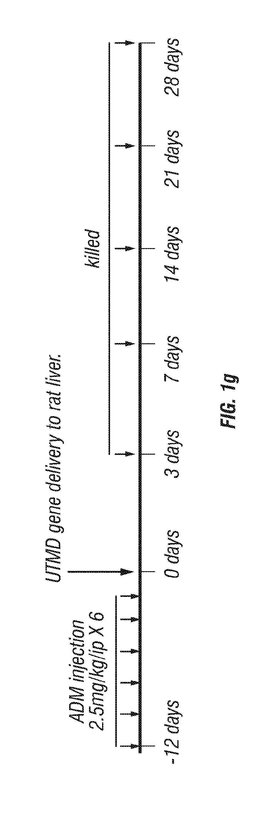 Angiopoietin-like protein 8 (angptl8)