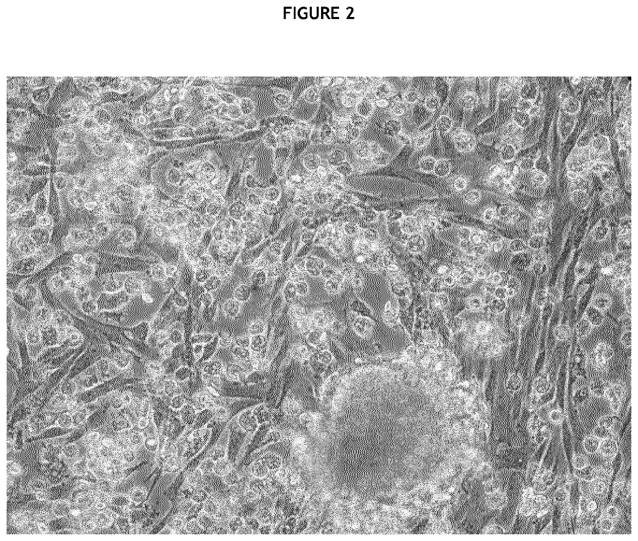 Production of canine pancreatic islets from an immature pancreas