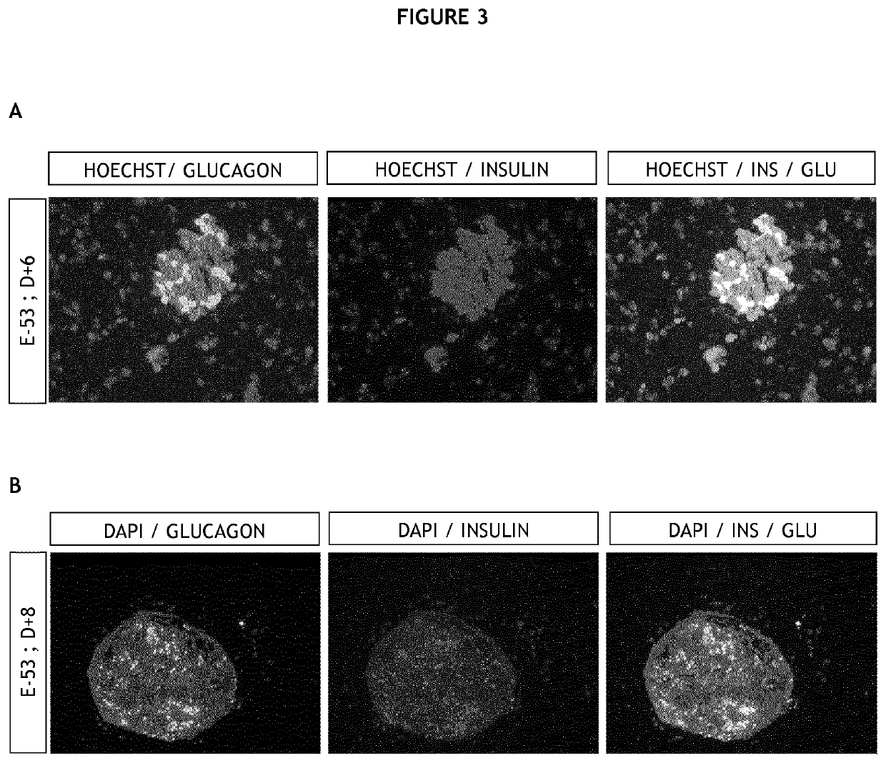 Production of canine pancreatic islets from an immature pancreas