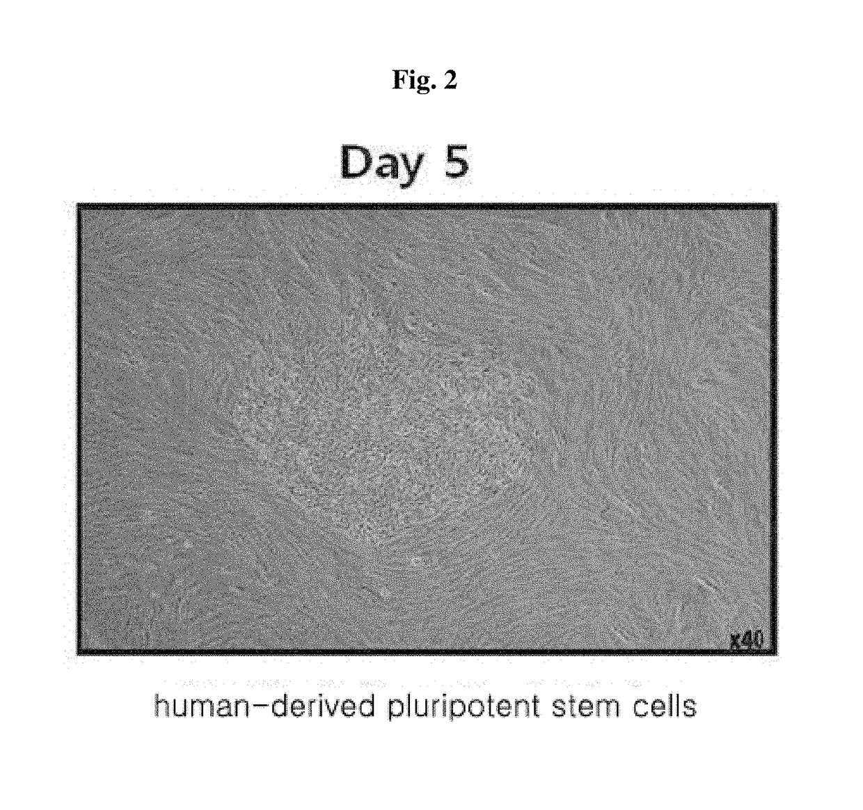 Method for inducing tailored pluripotent stem cells using extract of plant stem cells or plant dedifferentiated stem cells, and pluripotent stem cells produced by means of the method