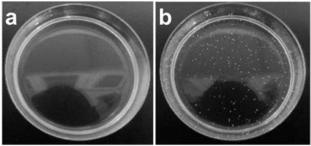 Preparation method of hierarchical drug-loaded cornea repairing material