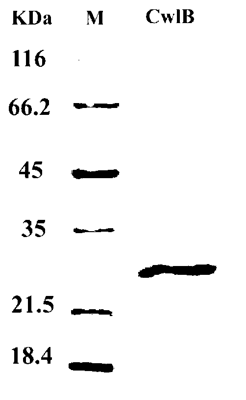 Uvioresistant bacillus thuringiensis strain and building method and application thereof