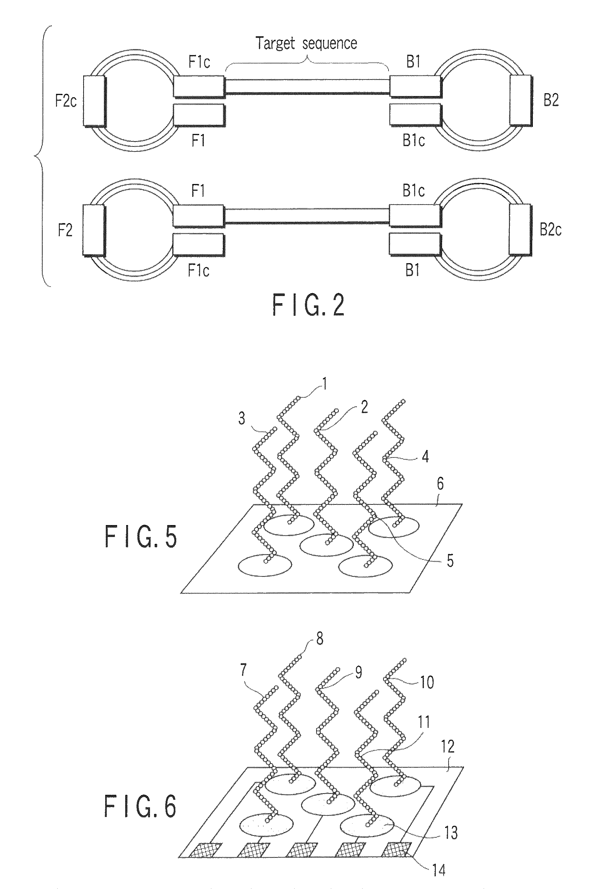 Method of detecting human papilloma virus by using nucleic acid amplification method and nucleic acid chain-immobilized carrier