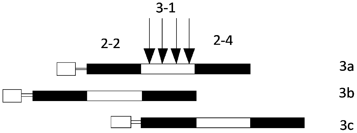 An Infrared Radiation Calibration System for Multi-photosynthetic Large-aperture Space Cameras on Orbiting Satellites