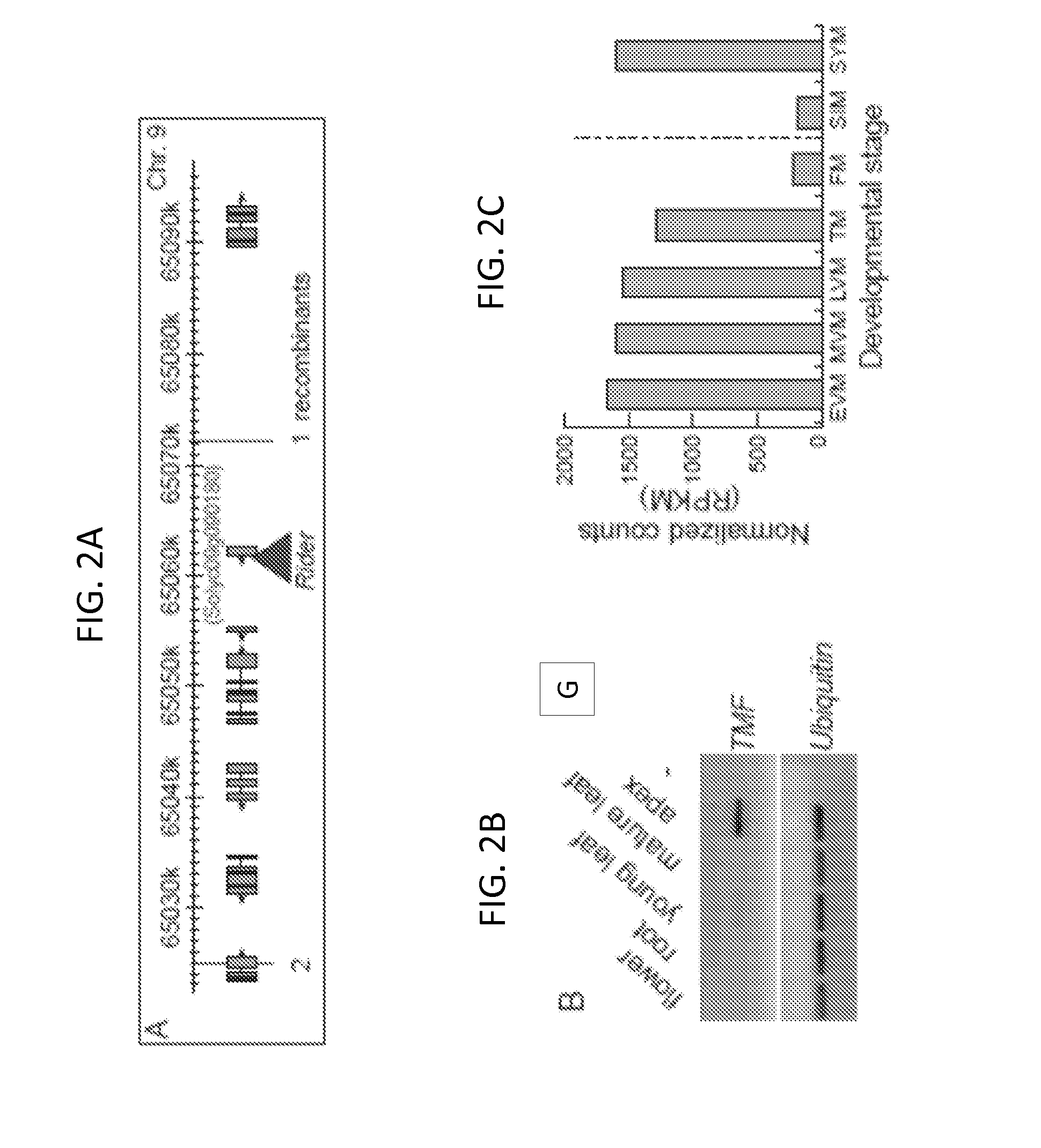 Terminating flower (TMF) gene and methods of use