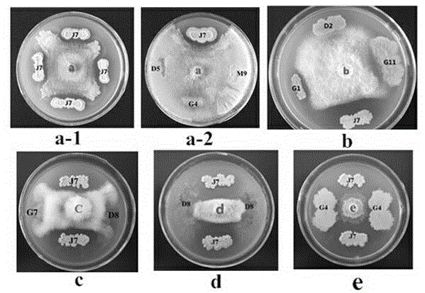 Compound microbial fertilizer for antagonism of soil-borne fungal diseases, and preparation method and application thereof