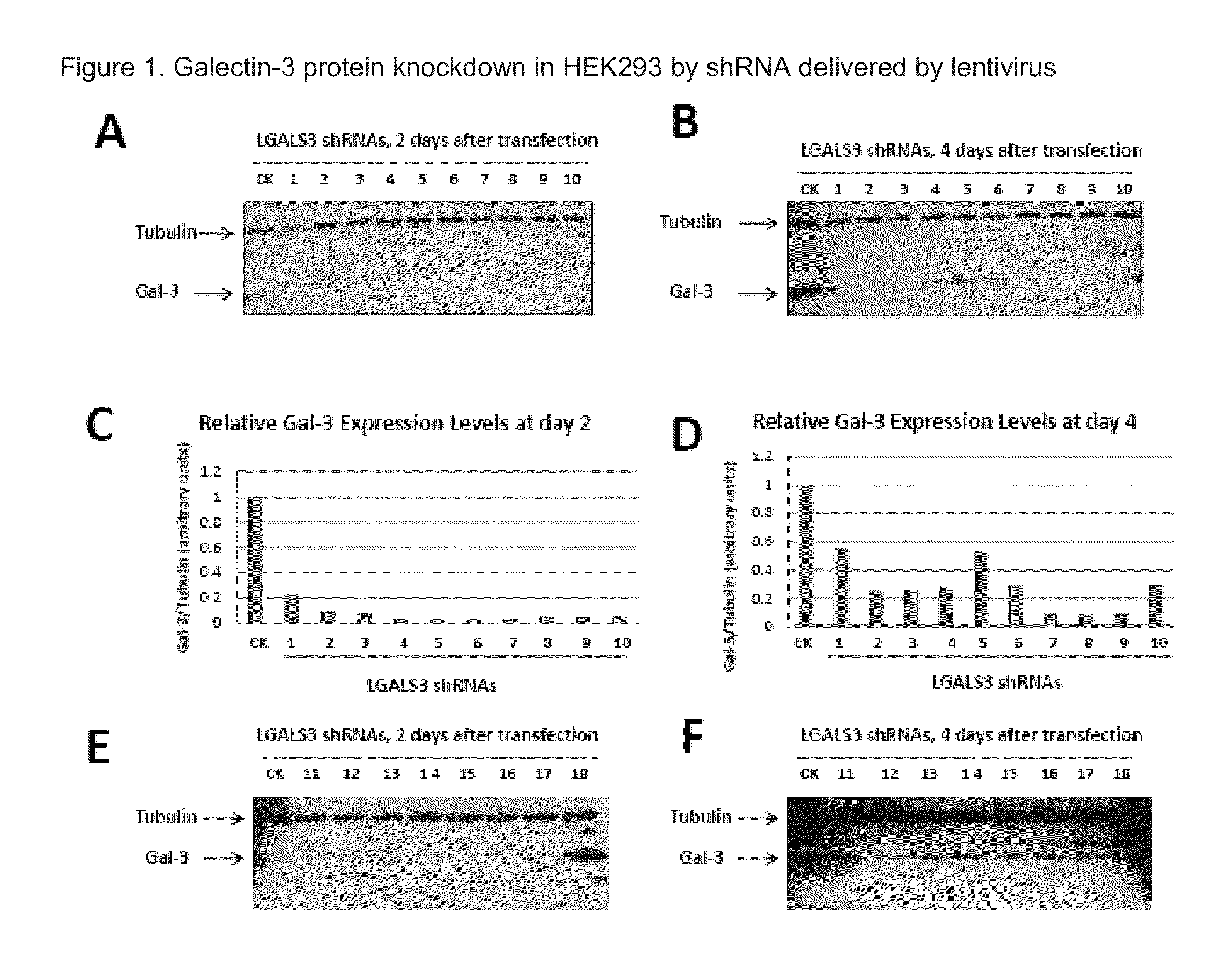RNA interference of galectin-3 expression and methods of use thereof