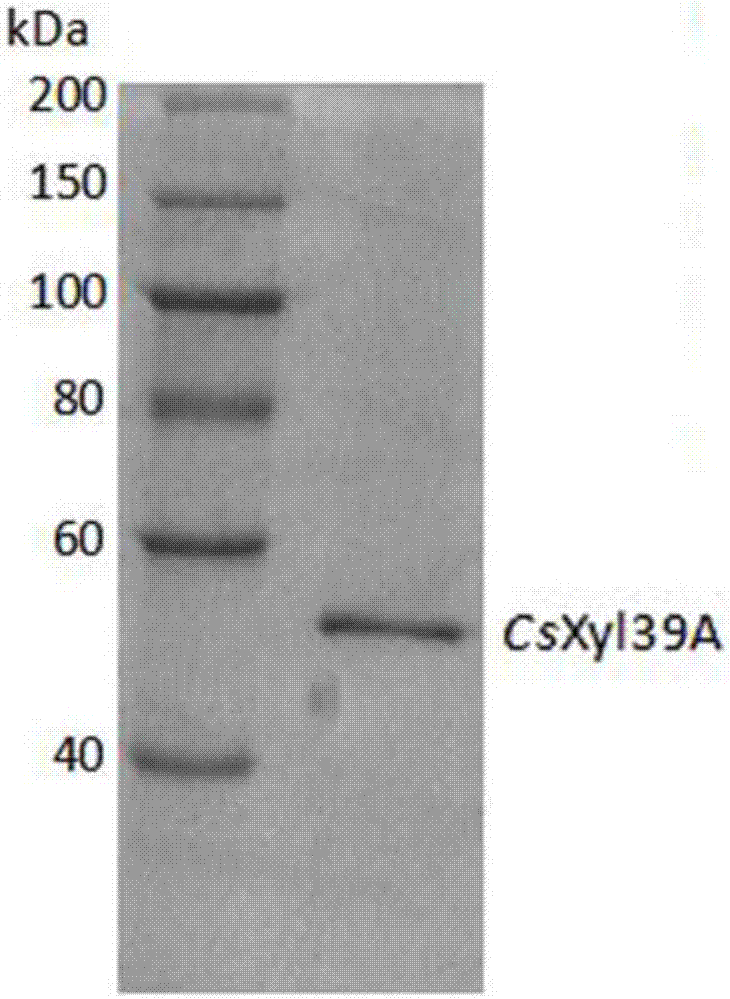 Beta-xylosidase and application thereof