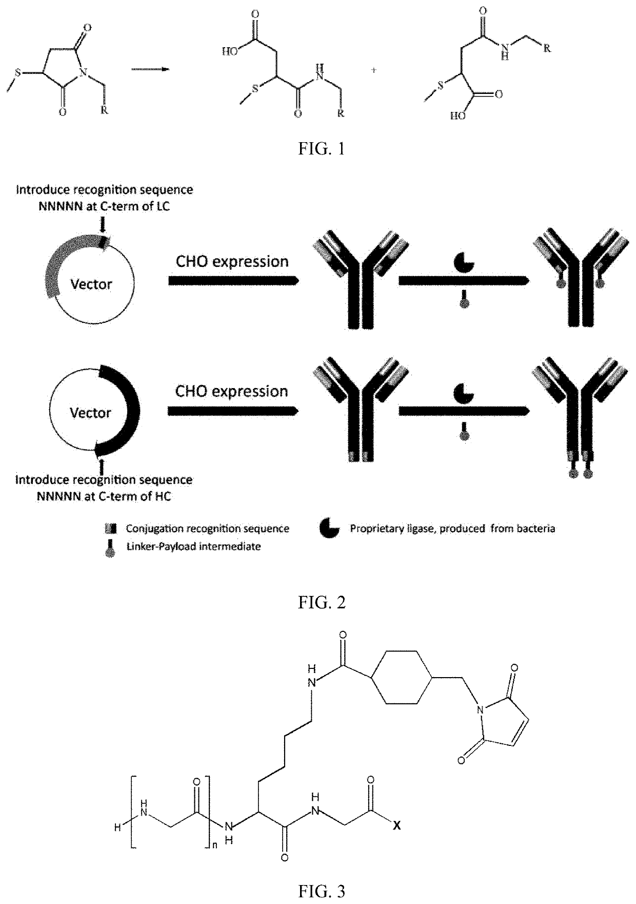 New stable antibody-drug conjugate, preparation method therefor, and use thereof